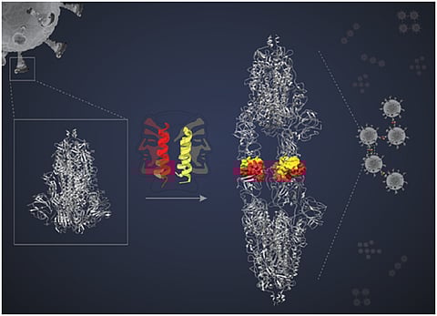 Researchers develop helix-hairpin miniproteins for inhibiting SARS-CoV-2 infection