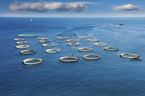 बढ़ते तापमान से शरीर के लिए जरूरी ओमेगा-3 फैटी एसिड में हो सकती है कमी: अध्ययन