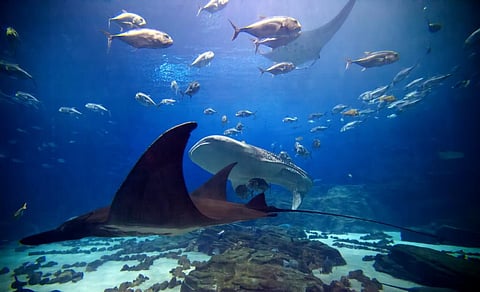 Sixth mass extinction: IPBES9 report stresses on sustainable wildlife management