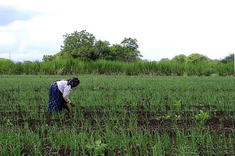 How to replace chemical fertilisers with organic & bio-fertilisers
