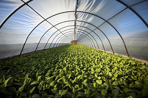 Can synthetic biology offer solutions to environmental challenges?
