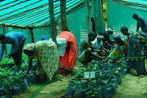 Nursery in Naya Basti houses saplings that villagers plant in the forest. Photo: Purushottam Singh Thakur