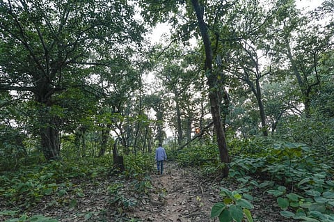 Why we need to factor ecosystem services into economic development planning