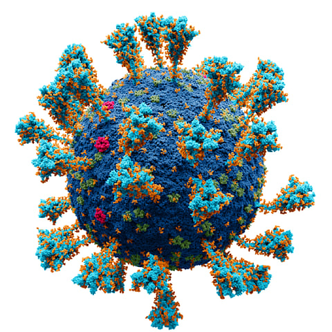Clever coronavirus: Spike mutations help Omicron dodge antibodies