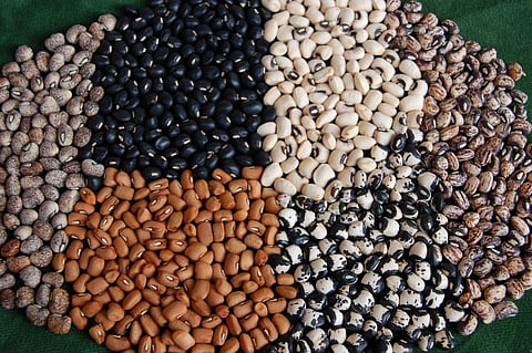 Cowpea is a popular protein source in West Africa. Photo: Flickr