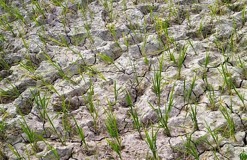 Wilted paddy seedlings