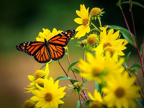 Migratory monarch butterflies officially declared ‘endangered’, but there’s hope