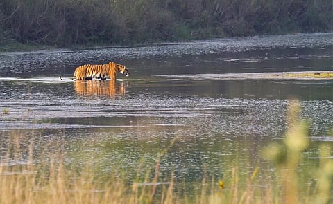 A tiger in Bardia National Park, Nepal. Photo: iStock