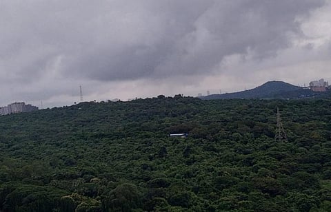 Photo: @ConserveAarey / Twitter