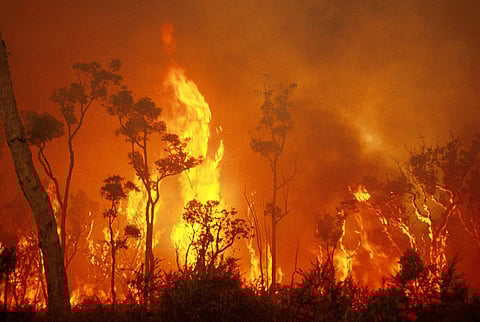 Australia's 2019-20 bushfires produced recommendations on how to reduce risk. Photo: Commonwealth Scientific and Industrial Research Organisation