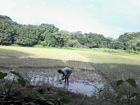 Rains fall short: Major losses ahead, fear Bengal paddy farmers