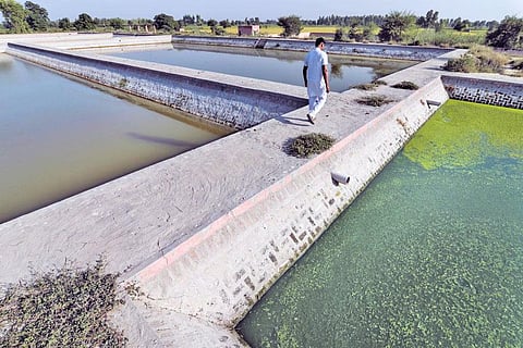 पर्यावरण की स्थिति पर पंजाब ने एनजीटी में दाखिल की अपनी रिपोर्ट, जानिए क्या कुछ रहा खास