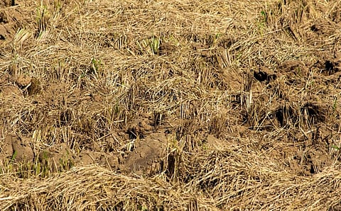 Paddy stubble. Photo: iStock