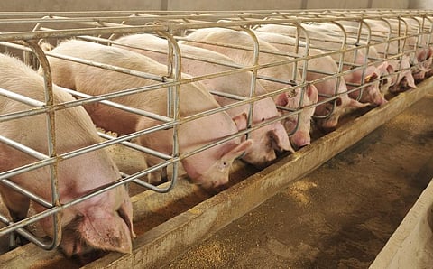 A pig farm. Photo: iStock
