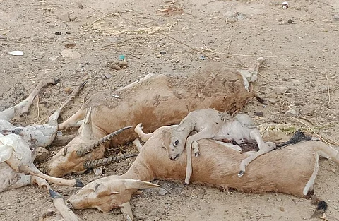 राजस्थान के जैसलमेर जिले में चिंकारा के शव मिल रहे हैं। फोटो: सुमेर सिंह