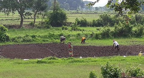 Levelling of land by farmers happening in July, much later than usual. Photo: Hrusikesh Mohanty
