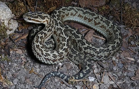 फोटो: शेंग-चाओ शिया, ग्लेडियस लैटरलिस