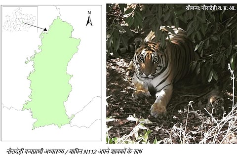 दो, छह, बारह: नौरादेही वन्यप्राणी अभ्यारण्य-बाघों का बसेरा