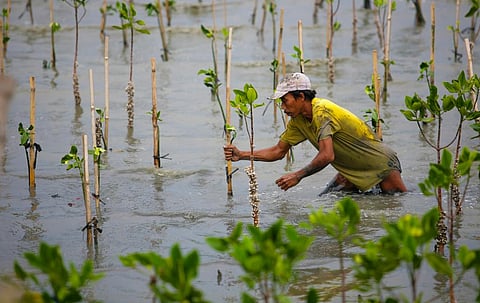 Climate change: Why we can’t rely on regrowing coastal habitats to offset carbon emissions
