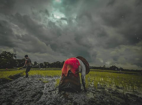 Farms in Assam were destroyed by the incessant monsoon rains this year. Photo: Wikimedia Commons
