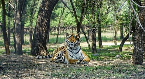 An adult South China Tiger, which is functionally extinct in the wild according to the IUCN. Photo: iStock