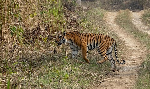 A tiger in Chitwan National Park, Nepal. Photo: iStock