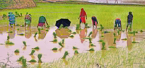All major paddy-growing states have recorded less sowing, compared to the last two years