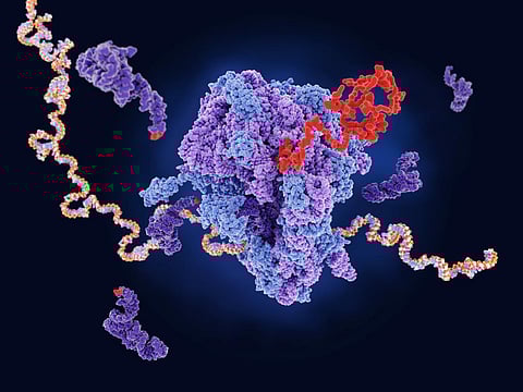 Helping cells become better protein factories could improve gene therapies and other treatments — a new technique shows how