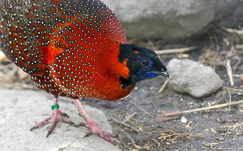 The satyr tragopan is a pheasant found across the Himalayas. Photo: iStock