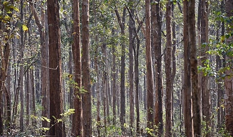 The CAG report criticised the Odisha government for choosing teak, eucalyptus and acacia for afforestation efforts rather than Sal, which is native to the state. Photo: iStock