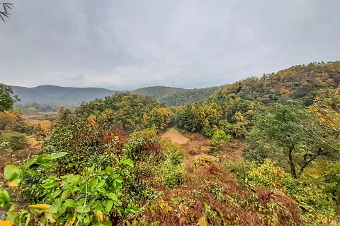 दुनिया भर में जंगलों का इलाका 6 दशकों में 60 फीसदी से अधिक घटा: अध्ययन