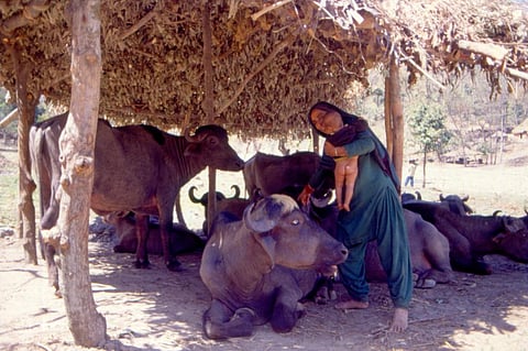 एंटीबायोटिक के मुकाबले मवेशियों में इस्तेमाल होने वाला ईवीएम अधिक प्रभावी: सीएसई