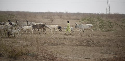 Conservation as tool for assertion: How Banni pastoralists took matters in own hands
