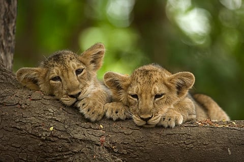A pair of young lion cubs barely 3 months old with the black spots and markings still visible. Photo: Kalyan Varma
