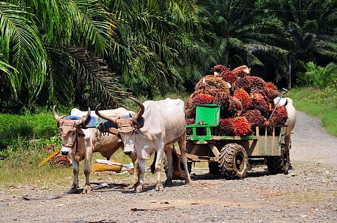 The biodiversity-rich areas in the northeast and Andaman and Nicobar islands are now being targeted for oil palm cultivation. Photo: iStock