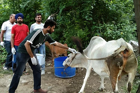 हिमाचल प्रदेश में लम्पी वायरस से बचाव के लिए प्रभावित क्षेत्रों में वैक्सीनेशन का काम शुरू हो गया है। फोटो: रोहित पराशर