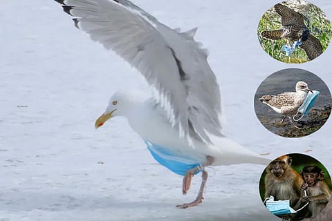 वर्षों तक वन्यजीवों को नुकसान पहुंचा सकते हैं डिस्पोजेबल फेस मास्क: अध्ययन