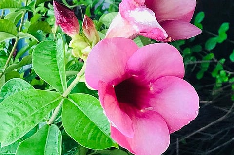 फोटो: स्वास्ति पचौरी