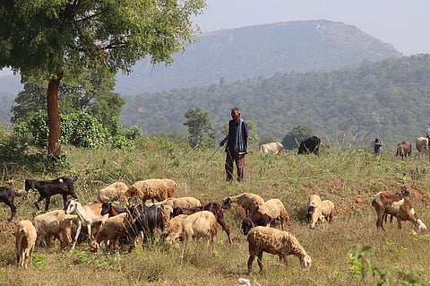 Boundaries between forest patches and grazing commons are pretty blurred in these villages. Photo: Sarang KT