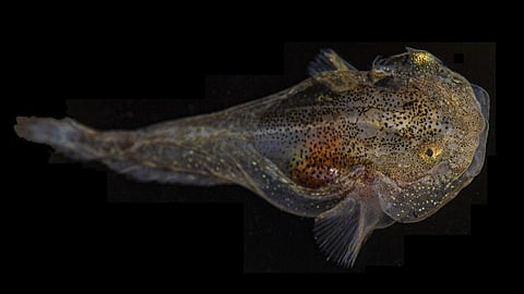 The fish may find it difficult to adjust to the rapidly rising ocean temperatures brought on by global warming. Photo: American Museum of Natural History