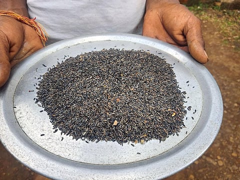 Niger seeds have 32-40 per cent oil content and 18-24 per cent protein (Photographs: Raju Sajwan)
