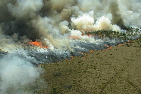जंगलों में लगती आग से हर मिनट स्वाहा हो रहे हैं 16 फुटबॉल मैदानों जितने जंगल
