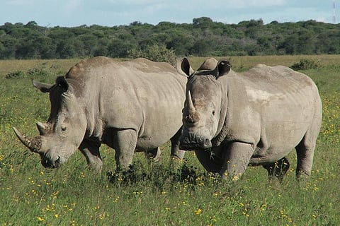 फोटो:आईयूसीएन