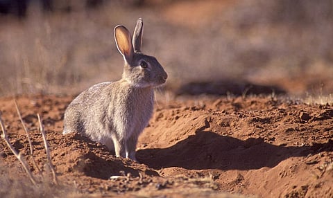 A rabbit in the Australian outback. Photo: iStock