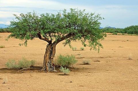 Nitrogen-fixers generally lack the traits associated with arid soils, such as the thick water-storing stems. Photo: iStock