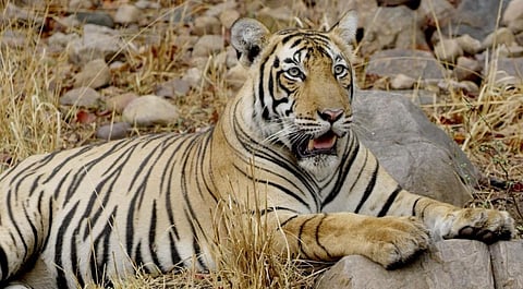 T-104 or Hammir. Photo: Rajasthan Forest Department