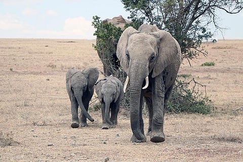 जलवायु परिवर्तन का सामना करने में कौन से जानवर हैं बेहतर, क्या उम्र, आकार और बच्चे भी रखते हैं मायने