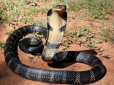 A king cobra was first reportedly spotted in Chhattisgarh in 2014. Photo for representation: Wikimedia Commons