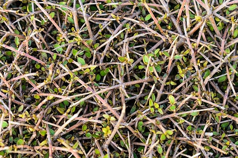 How the Ice Ages spurred the evolution of New Zealand’s weird and wiry native plants