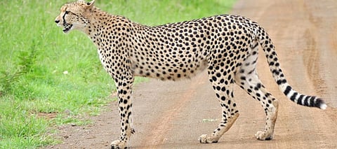 What is in a name: Should cheetahs arriving in India be given names?